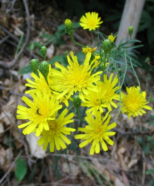 Hieracium sabaudum ?